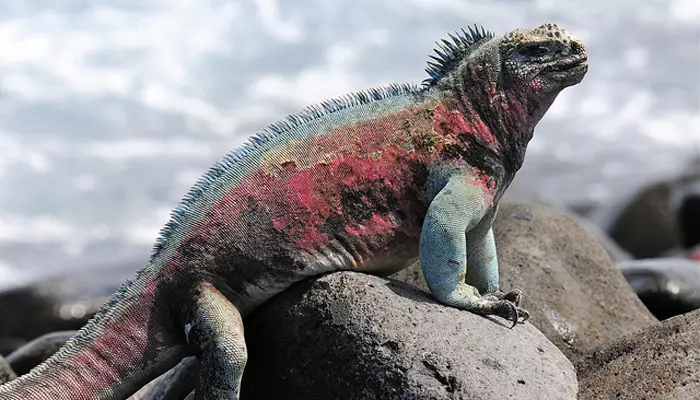Iguana marina colorida con marcas rojas y verdes descansando sobre rocas volcánicas en las Islas Galápagos.