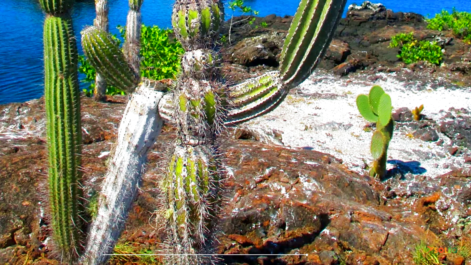 Galapagos diving trips featuring vibrant coral reef and tropical fish in crystal clear waters