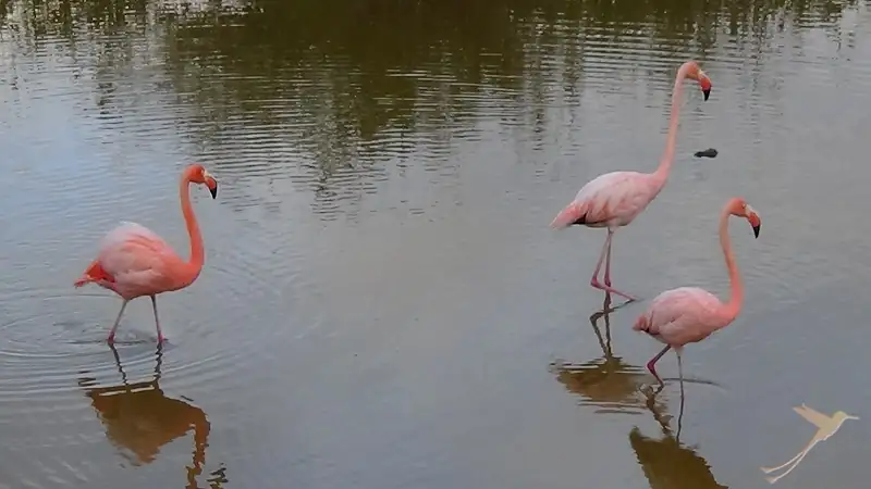 3 Flamingos in a lagoon on Galapagos