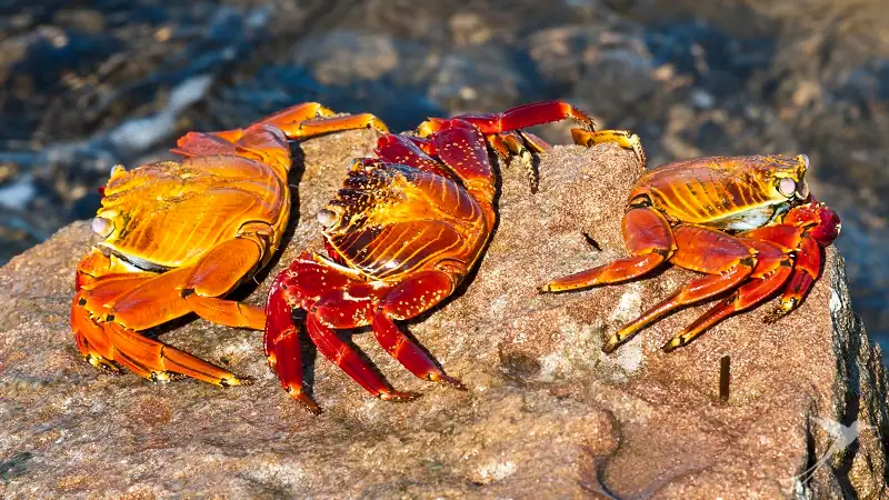 three Sally Lightfoot Crabs on a rock