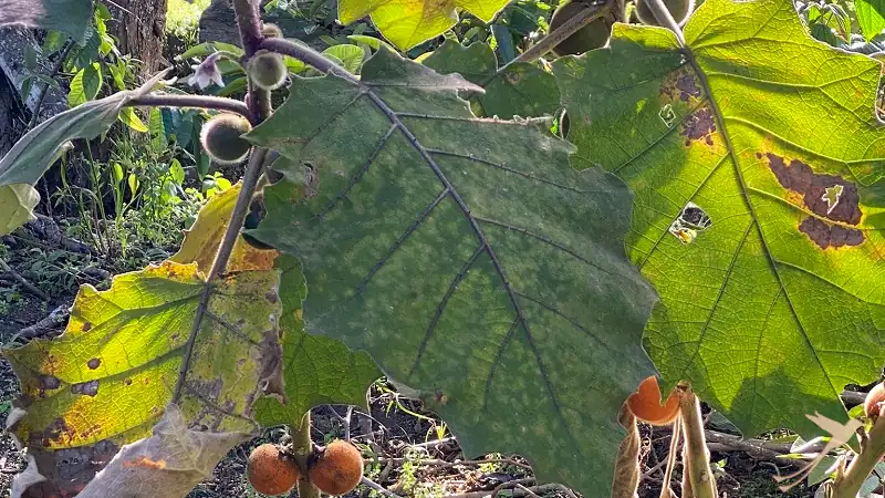 Agriculture in Atahualpa - cultivation of Naranjilla