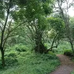 Path in the Algarrobos Parc in Cumbaya