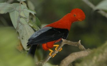 The Andean Cock of the Rock is a real highlight of the Birdwatcher´s Paradise Tour
