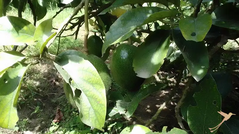 one of the avocado varieties at hacienda verde