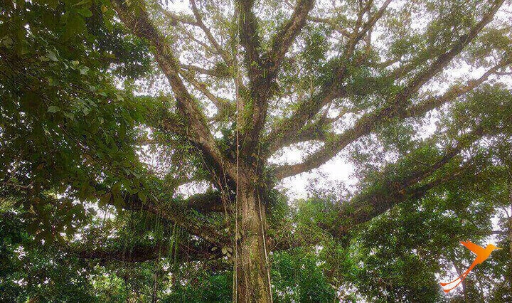 tree with lianas in the Parque Amazonas in Tena