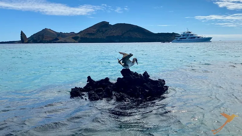 sea bird on rock in front of Bartolome island