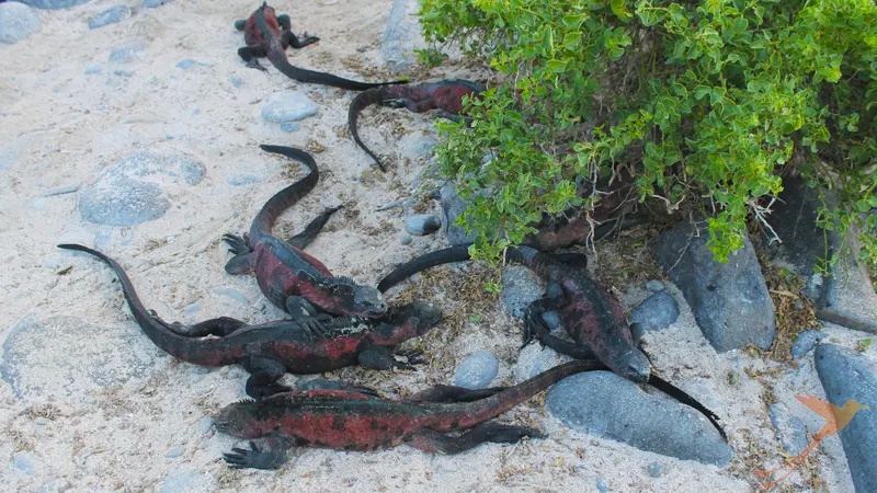 Black red colored Marine Iguanas