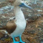 Blue footed Booby on Galapagos