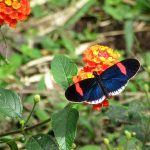 You can observe many butterflies in Mindo