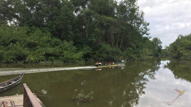 Canoe mangroves Ecuador