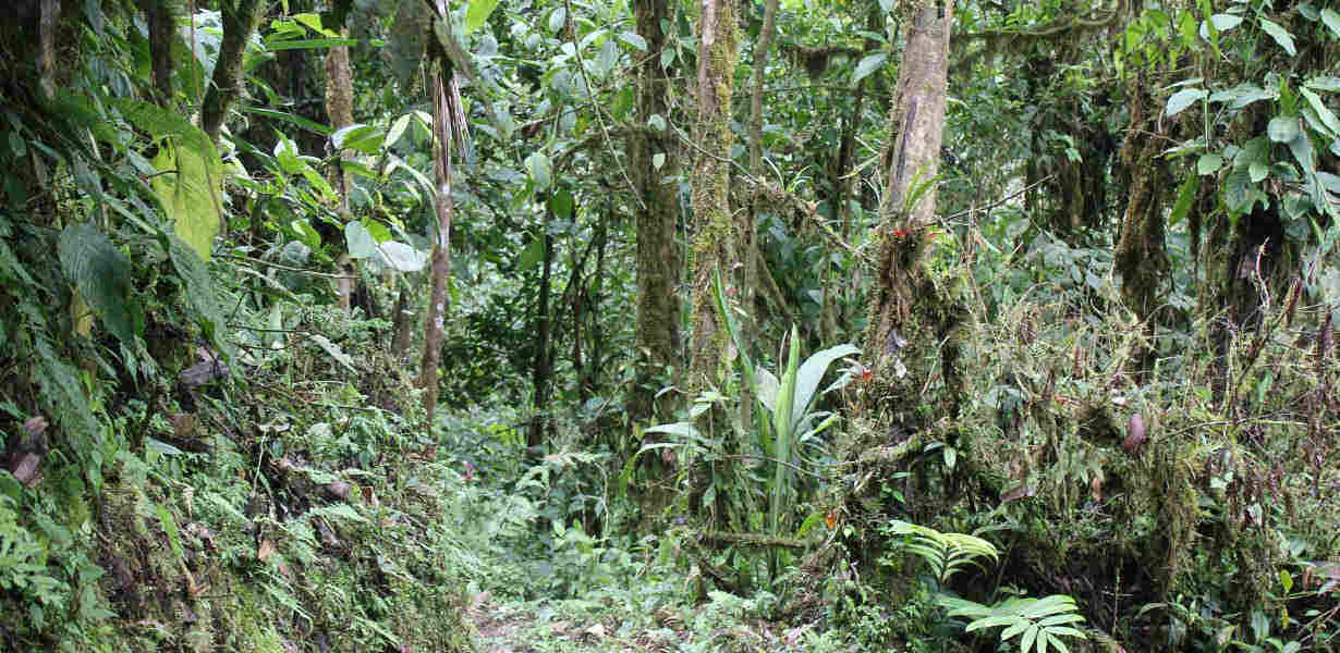 Discover the amazing cloudforest on hikes from the village of Mindo.