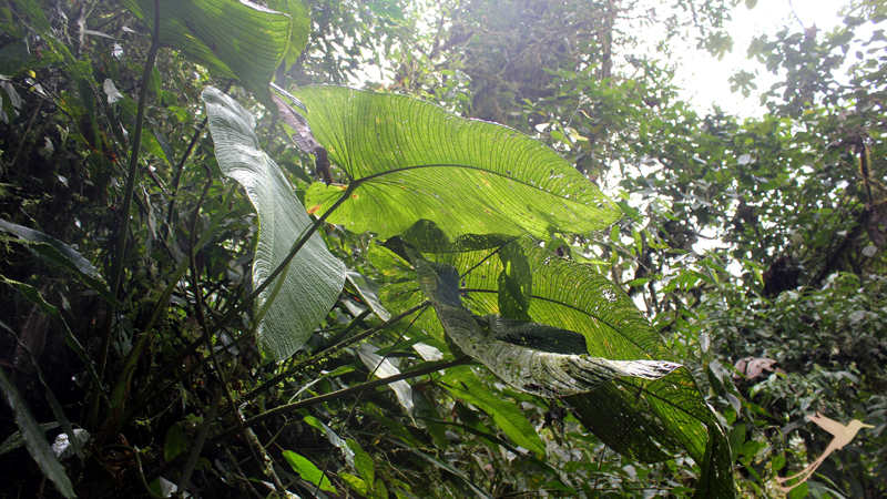 Cloudforest Mindo