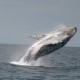 Go on a Whale Tour in the Ecuadorian Coast