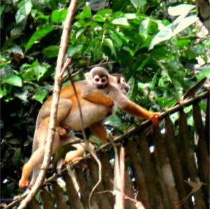 Monkey Cuyabeno