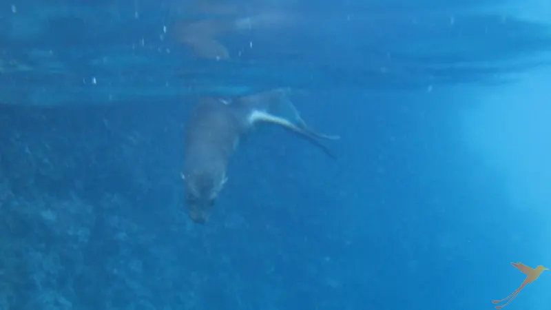 diving sea lion in the pacific