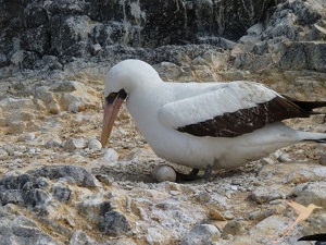 Galapagoss Albatross with egg