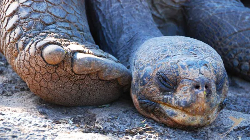 face of a giant Galapagos Tortoise