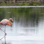 flamingo on Galapagos