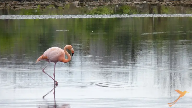 flamingo on Galapagos