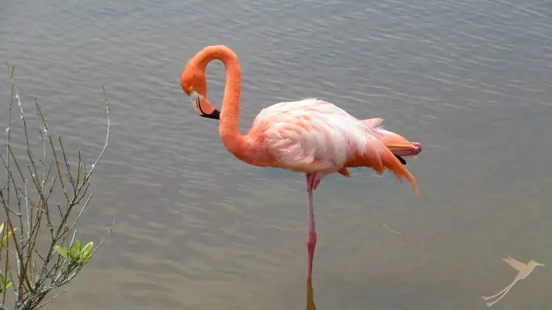 Flamingo on Santa Cruz Island