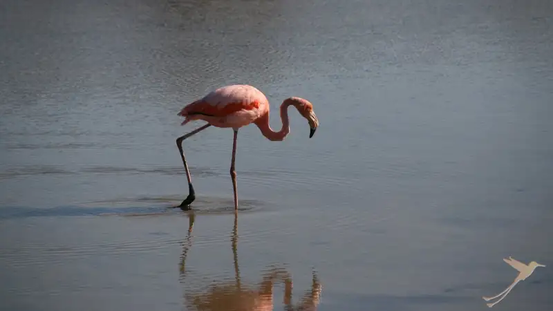 a Flamingo in the wetlands of Isabela Island