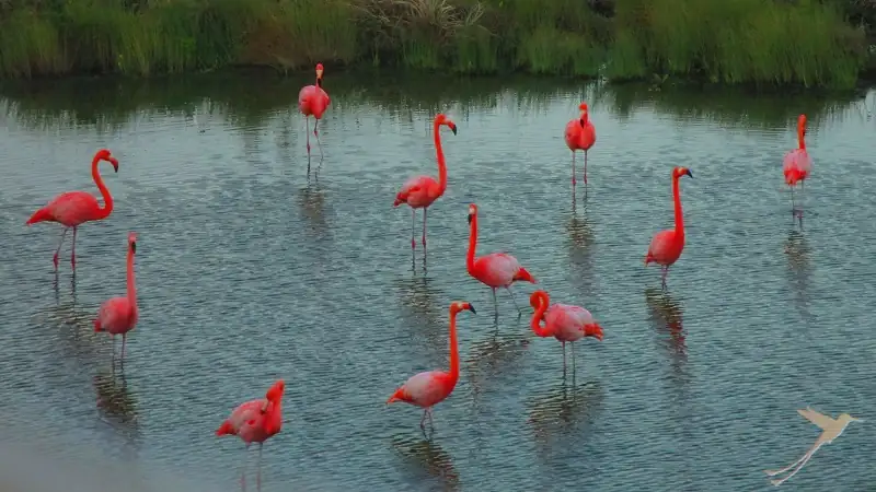 bright pink colored flamingos in a lagoon on the Galapagos Islands