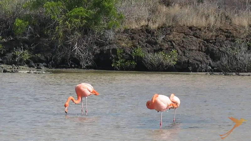 Flamingos at Las Bachas on Santa Cruz Island