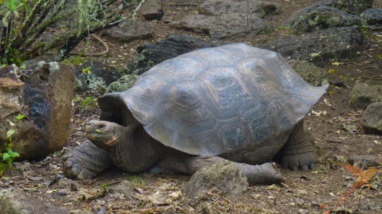 Flora and Fauna of Galapagos: The Giant Tortoise