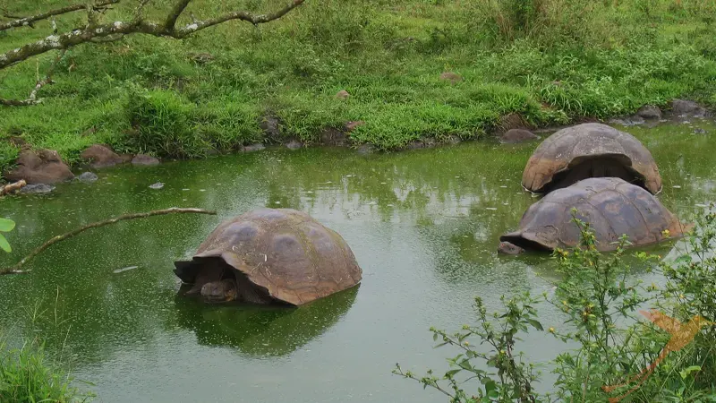Giant tortoises in a lake