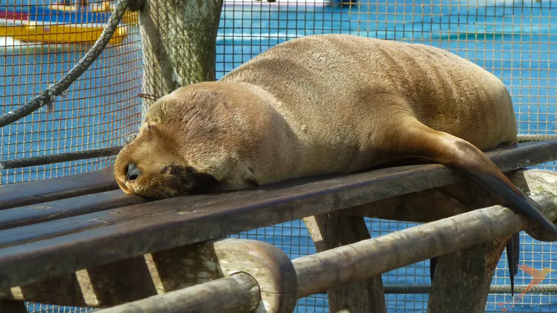 Sleeping Galapagos Sea Lion