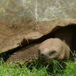 On Santa Cruz you can observe Giant Tortoises in their natural habitat.