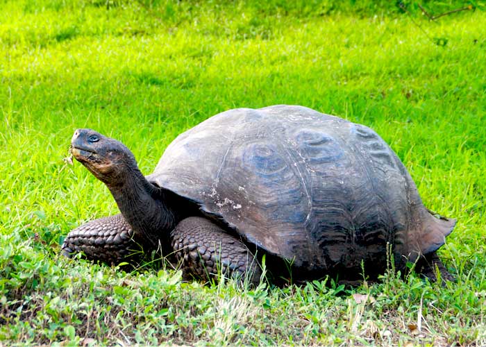 Floreana Island Galapagos - Ecuador Tours