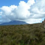 You can also discover the Andes on horseback