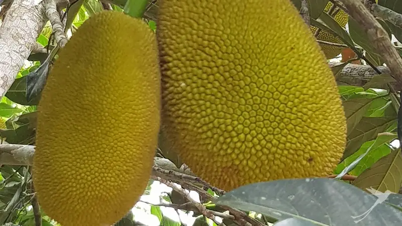 Jackfruits at the finca El Trinar on San Cristobal