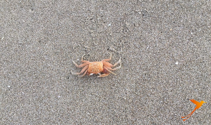 crab on beach of las tunas