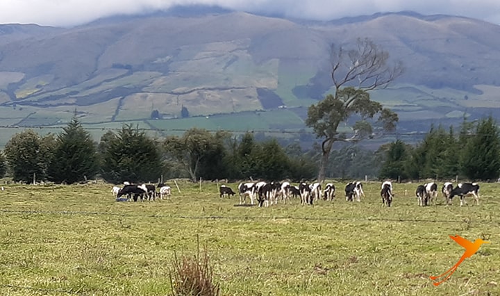 Cows in the Andes