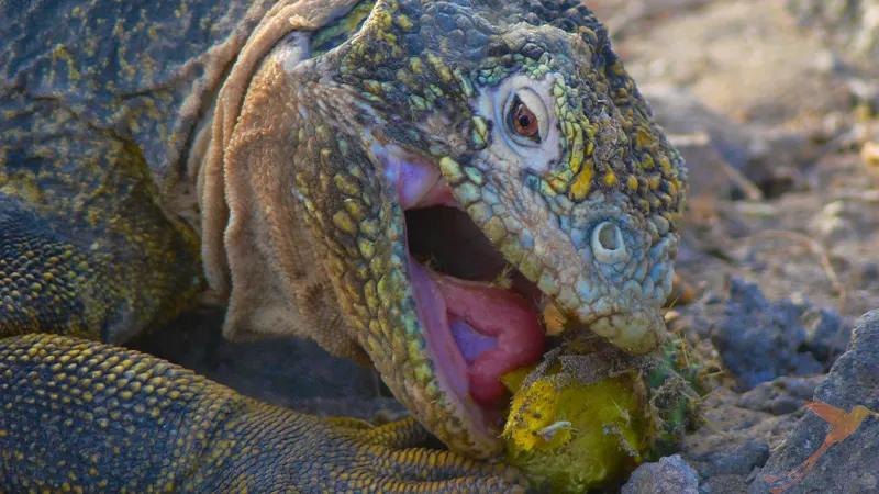 Galapagos Land Iguana eating