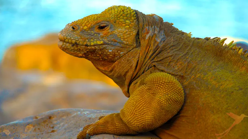 Land Iguana in Galapagos