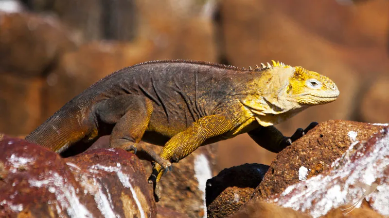 Land Iguana Galápagos