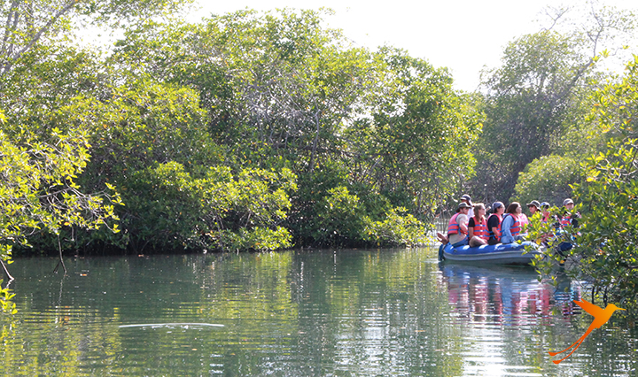 Mangroves Elizabeth Bay