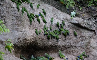 During the Birdwatcher´s Paradise Tour you visit a parrot clay lick.