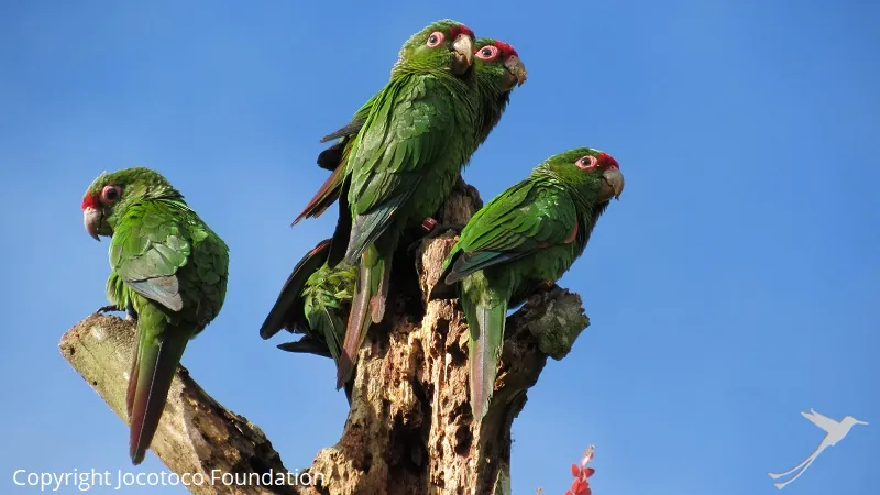 Orces Parrots in the reserve Buenaventura