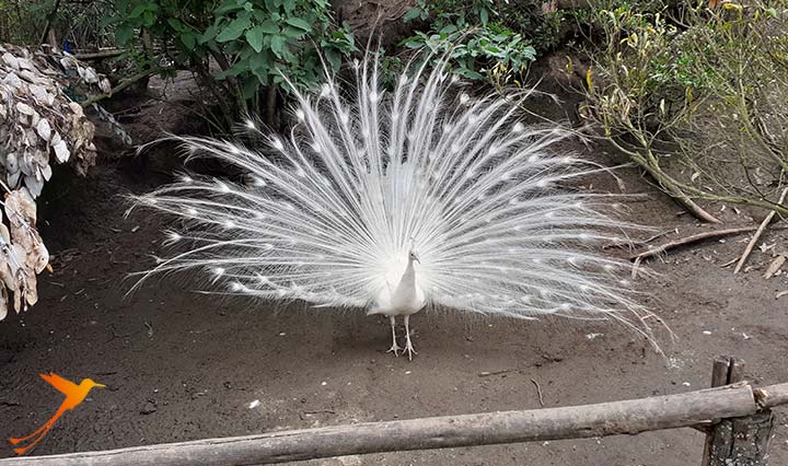 Cuenca - What to do. Visit the Amaru Biopark