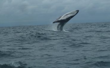 With some luck you can spot whales in the pacific ocean. Ruta del Sol Tour