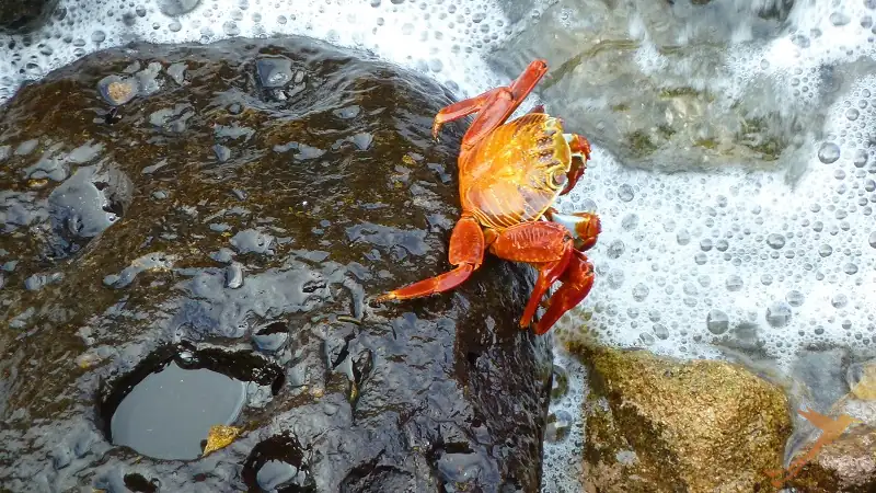 a Sally lightfoot crab on a stone in the water