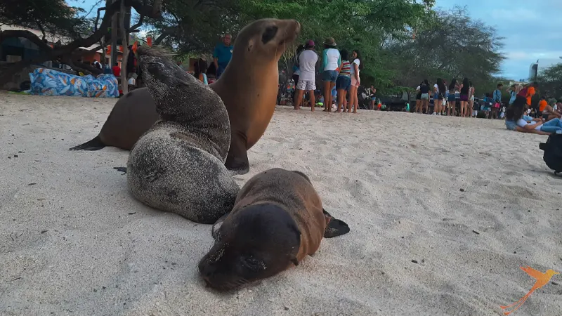 sea lions on Mann beach on San Cristobal Island