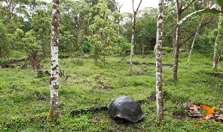 Schildkröte Semilla Verde