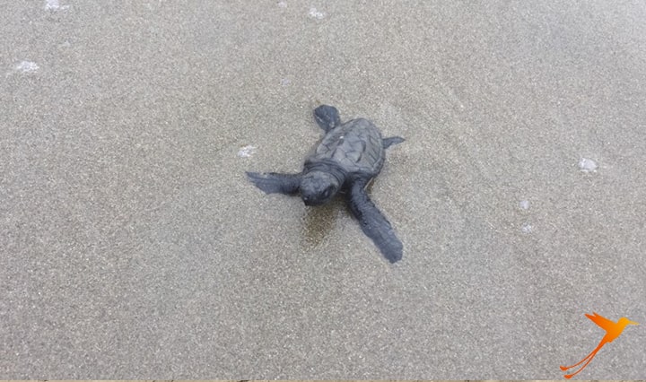 baby turtle on the beach of Puerto López Ecuador