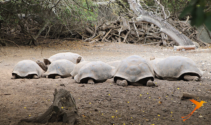 Arnaldo Tupiza tortoise breeding centre Galapagos Gruise