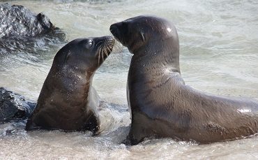 Observe Sea lions on your Galapagos trip with your kids